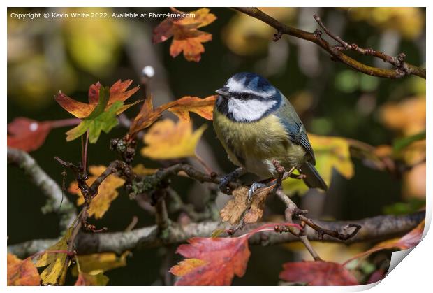 Blue tit and autumn leaves Print by Kevin White
