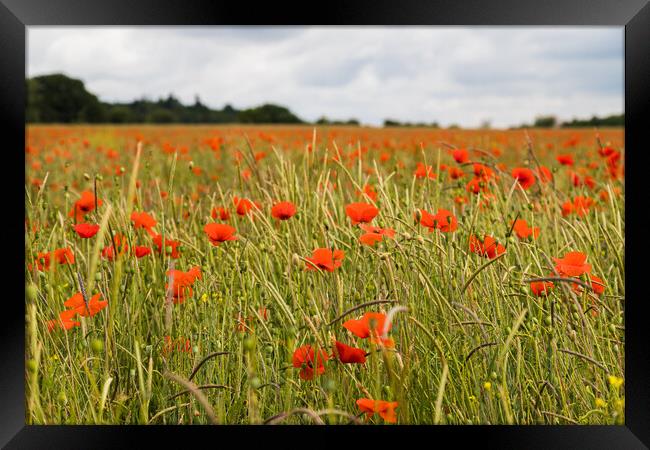 Poppy meadow in summer Framed Print by Jason Wells
