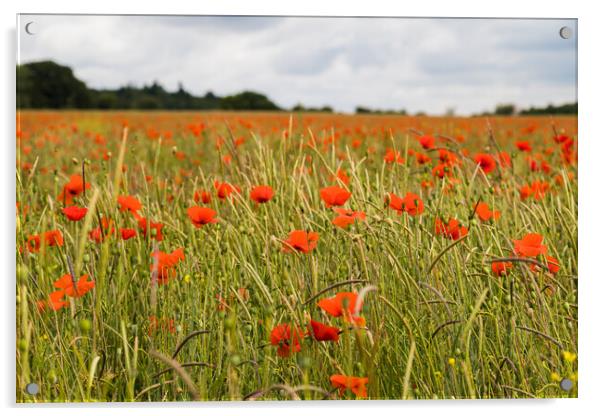 Poppy meadow in summer Acrylic by Jason Wells