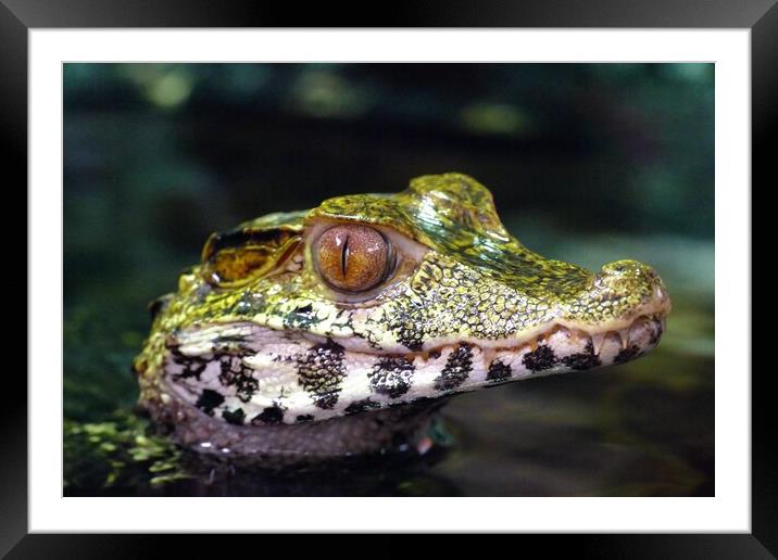 Cuvier's Dwarf Caiman  Framed Mounted Print by Anthony Michael 