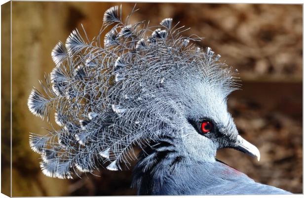 Victoria crowned pigeon Canvas Print by Anthony Michael 