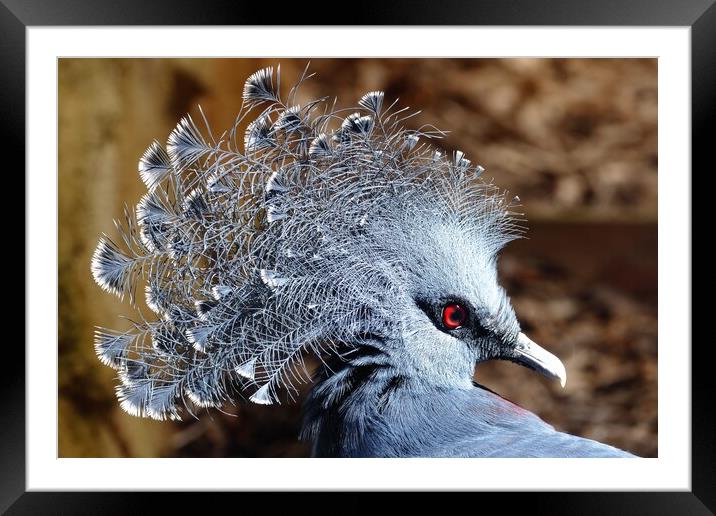 Victoria crowned pigeon Framed Mounted Print by Anthony Michael 