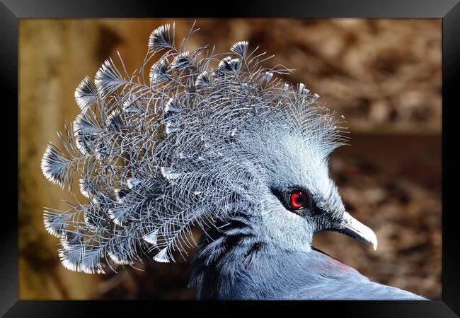 Victoria crowned pigeon Framed Print by Anthony Michael 
