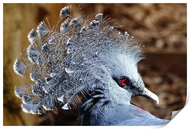 Victoria crowned pigeon Print by Anthony Michael 