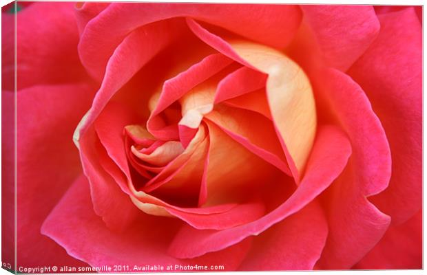 pink rose Canvas Print by allan somerville