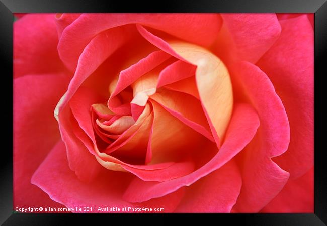 pink rose Framed Print by allan somerville