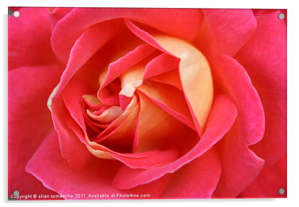 pink rose Acrylic by allan somerville