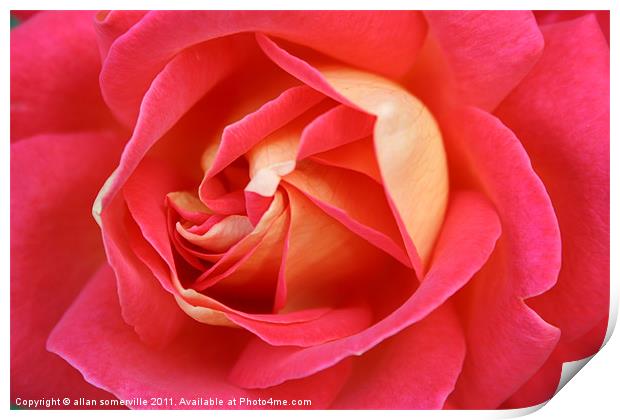 pink rose Print by allan somerville