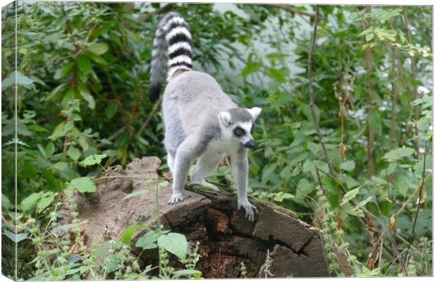 Ring-Tailed Lemur Canvas Print by Anthony Michael 