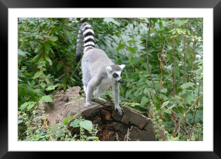 Ring-Tailed Lemur Framed Mounted Print by Anthony Michael 