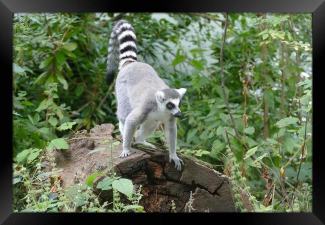 Ring-Tailed Lemur Framed Print by Anthony Michael 