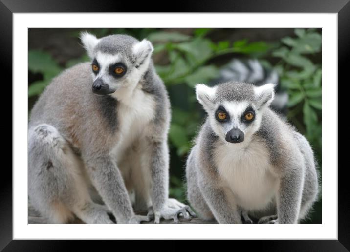 Ring-Tailed Lemurs Framed Mounted Print by Anthony Michael 
