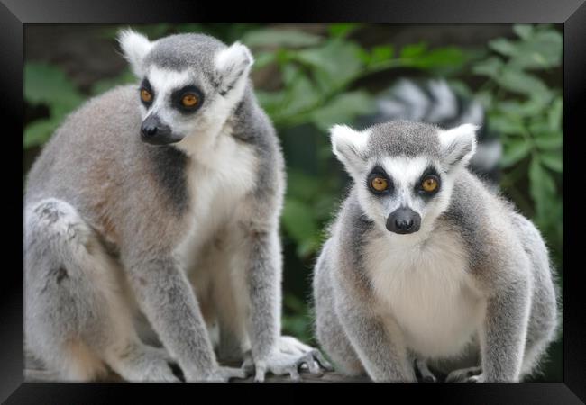 Ring-Tailed Lemurs Framed Print by Anthony Michael 