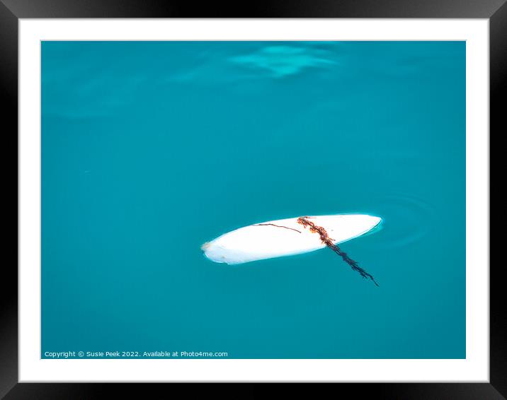 Floating Cuttlefish Bone with Trailing Seaweed Framed Mounted Print by Susie Peek