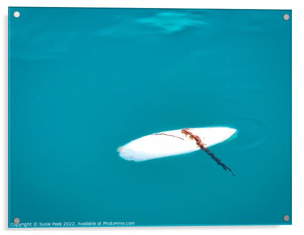 Floating Cuttlefish Bone with Trailing Seaweed Acrylic by Susie Peek