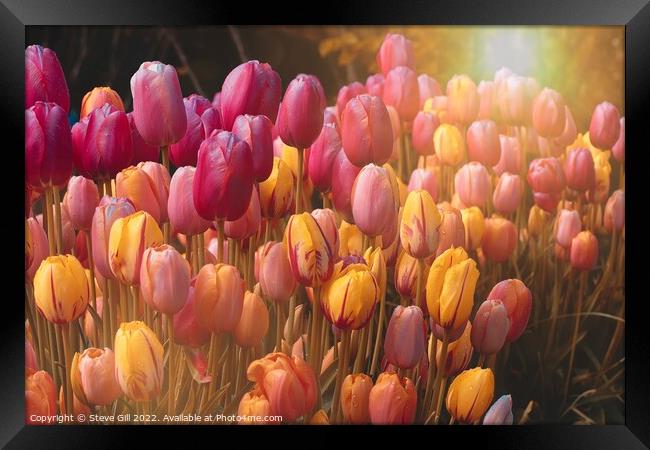 Sun Flare Illuminates a Variety of Colourful Tulips.. Framed Print by Steve Gill