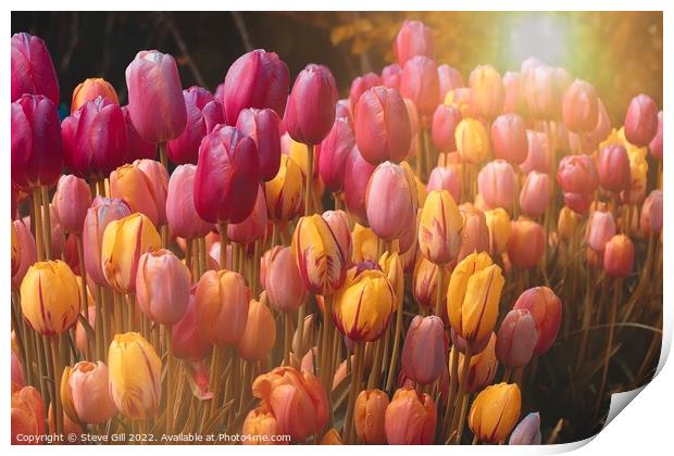 Sun Flare Illuminates a Variety of Colourful Tulips.. Print by Steve Gill