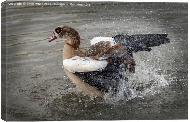Egyptian goose splashing about Canvas Print by Kevin White