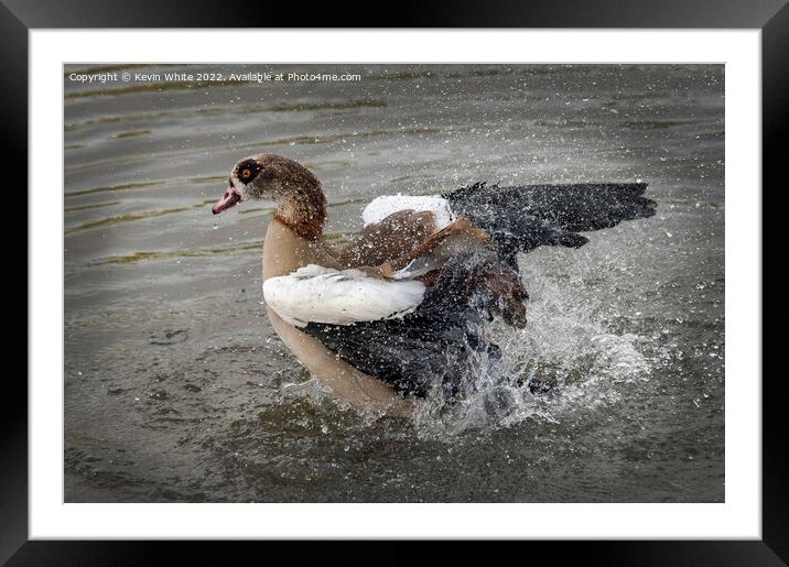 Egyptian goose splashing about Framed Mounted Print by Kevin White