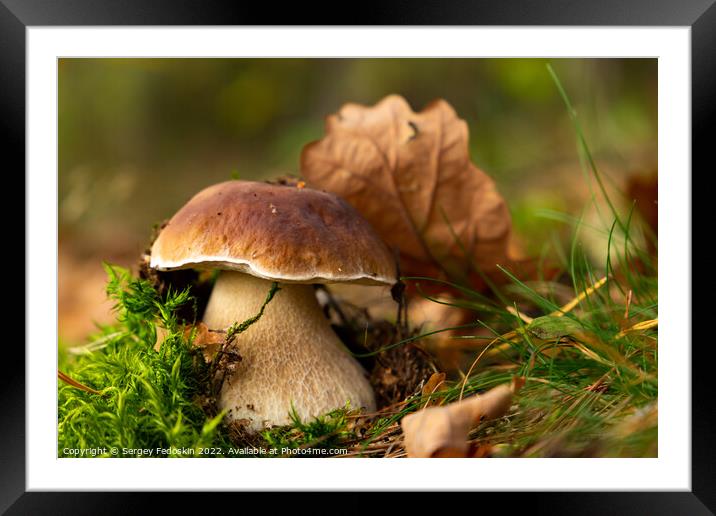 Mushroom Boletus edulis in autumn forest. Framed Mounted Print by Sergey Fedoskin