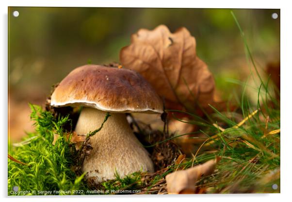Mushroom Boletus edulis in autumn forest. Acrylic by Sergey Fedoskin