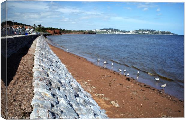 Majestic Gulls Grace the Shores Canvas Print by Stephen Hamer