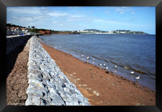 Majestic Gulls Grace the Shores Framed Print by Stephen Hamer