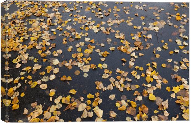 Fallen Autumn Leaves On Park Alley Background Canvas Print by Artur Bogacki