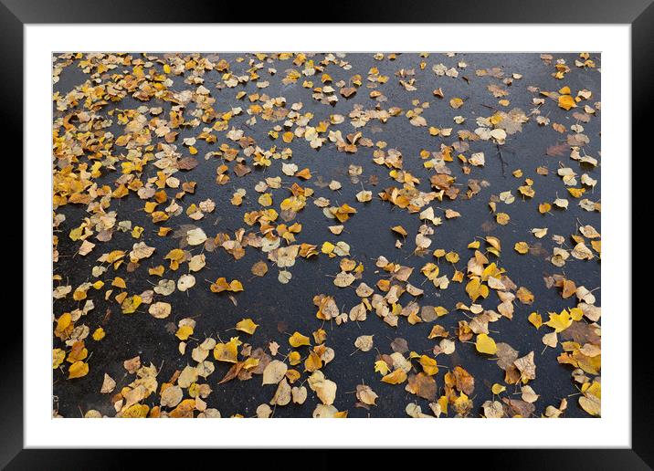 Fallen Autumn Leaves On Park Alley Background Framed Mounted Print by Artur Bogacki