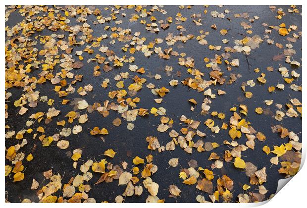 Fallen Autumn Leaves On Park Alley Background Print by Artur Bogacki