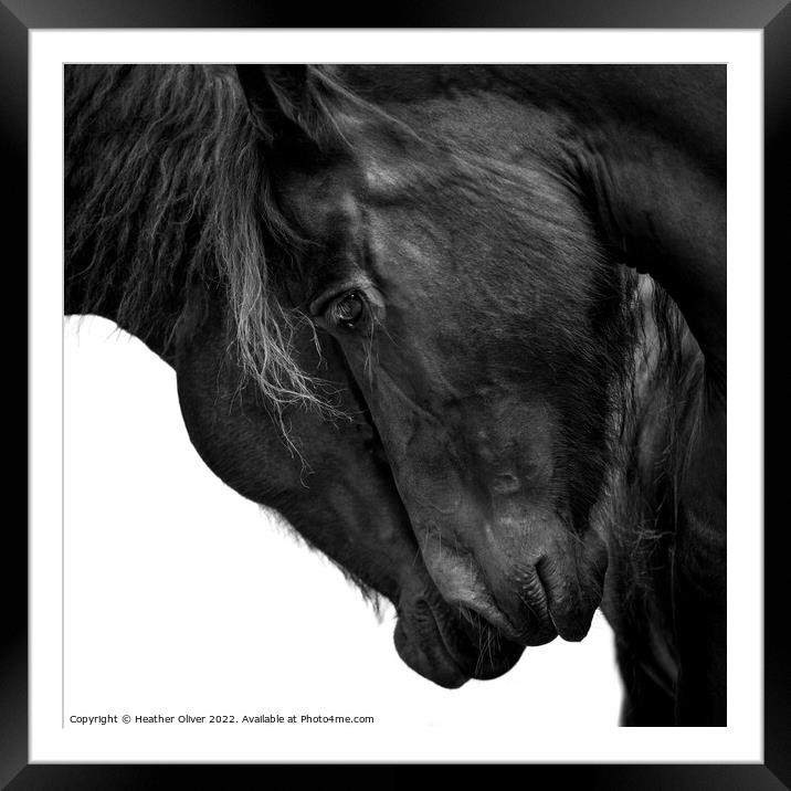 Friesian Horse Love Framed Mounted Print by Heather Oliver