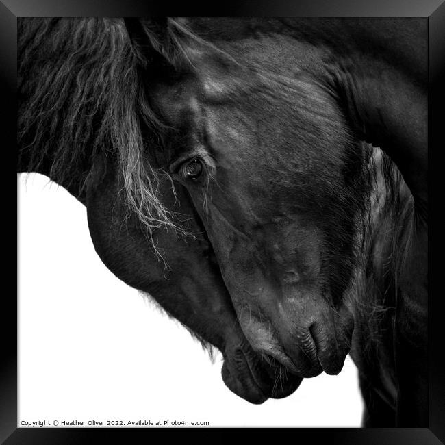 Friesian Horse Love Framed Print by Heather Oliver