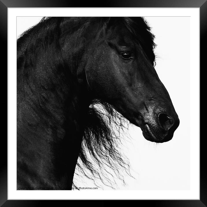 Friesian Horse headshot Framed Mounted Print by Heather Oliver