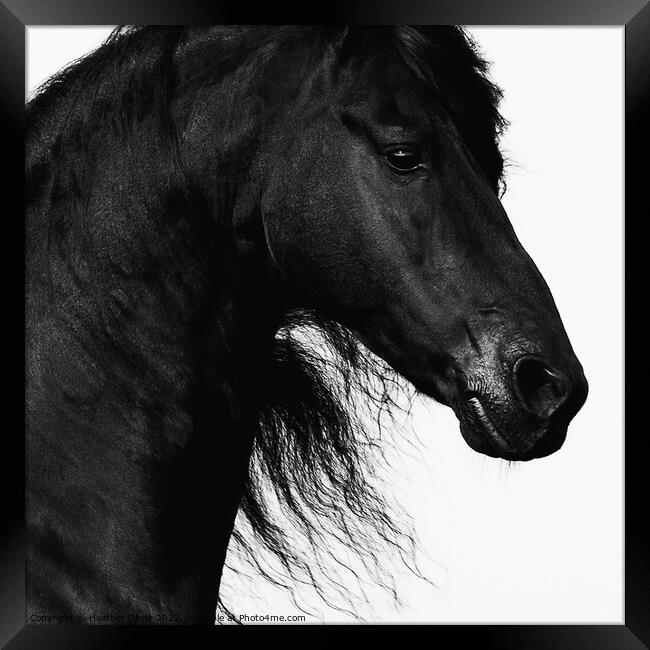 Friesian Horse headshot Framed Print by Heather Oliver