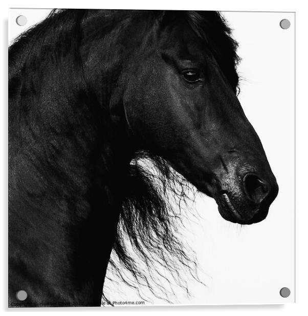 Friesian Horse headshot Acrylic by Heather Oliver