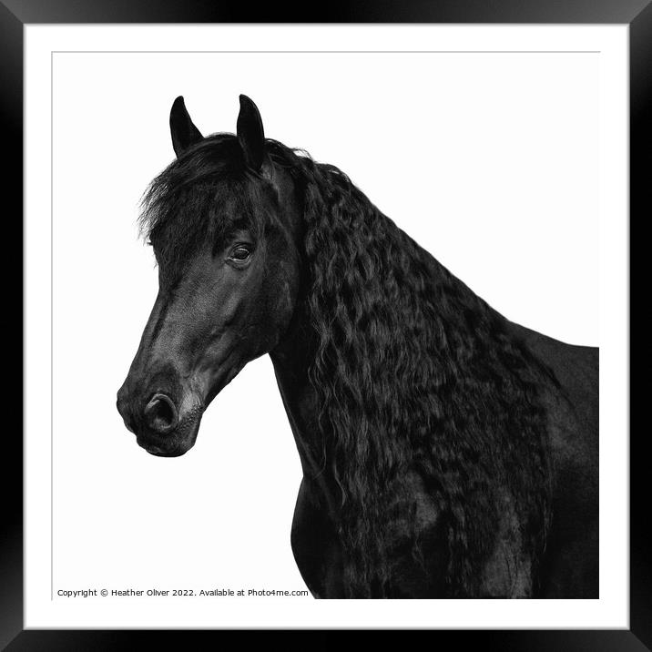 Friesian Black Beauty Framed Mounted Print by Heather Oliver