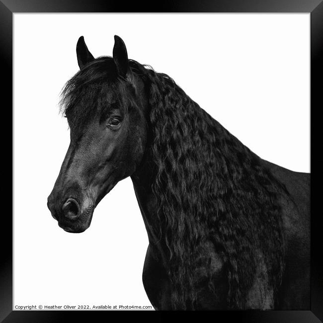 Friesian Black Beauty Framed Print by Heather Oliver