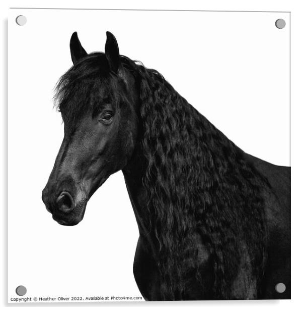 Friesian Black Beauty Acrylic by Heather Oliver