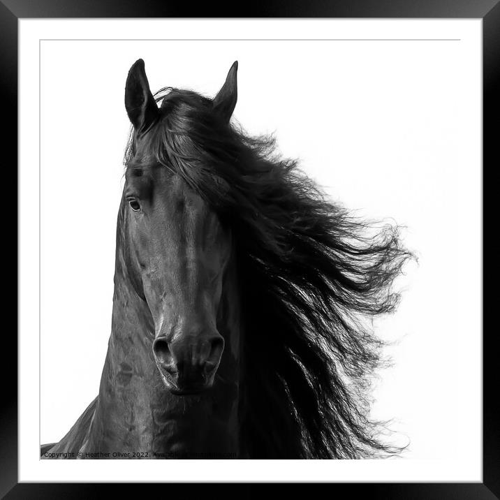 Friesian Horse Front Framed Mounted Print by Heather Oliver