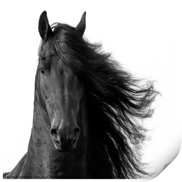 Friesian Horse Front Print by Heather Oliver