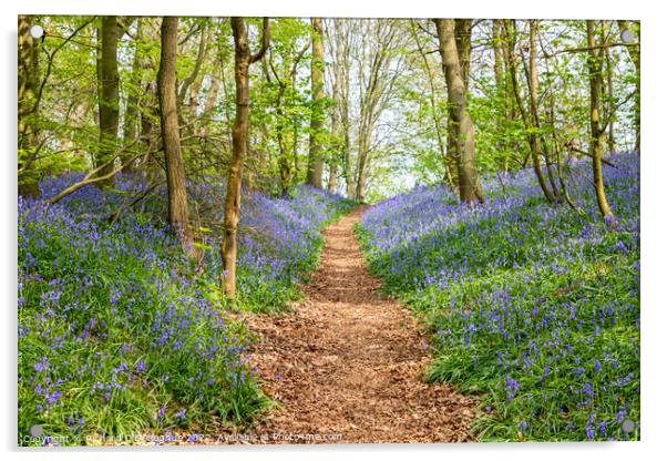 Bluebell Wood Acrylic by Richard O'Donoghue