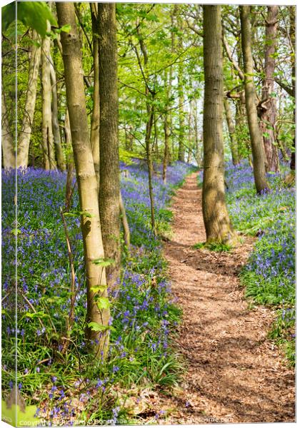 Bluebell Wood Canvas Print by Richard O'Donoghue