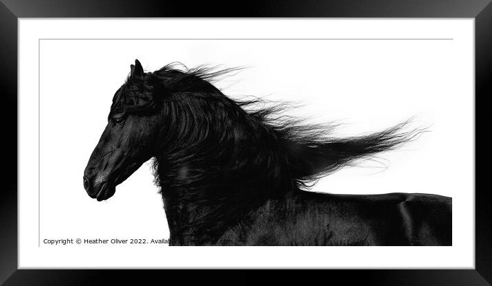 Friesian Horse Flowing Framed Mounted Print by Heather Oliver