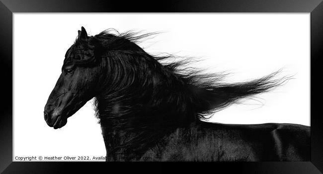 Friesian Horse Flowing Framed Print by Heather Oliver