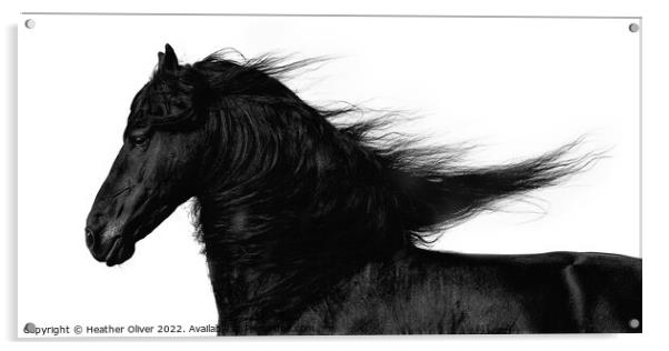 Friesian Horse Flowing Acrylic by Heather Oliver