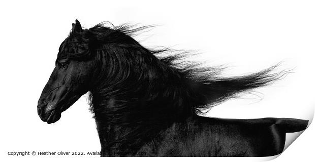 Friesian Horse Flowing Print by Heather Oliver