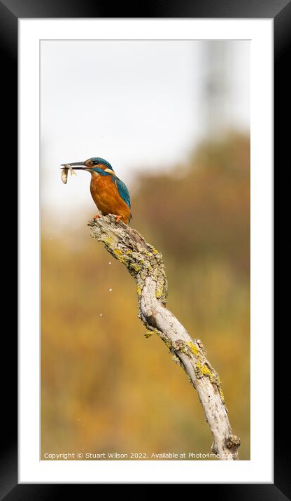 Kingfisher and his fish Framed Mounted Print by Stuart Wilson