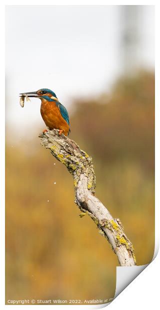 Kingfisher and his fish Print by Stuart Wilson
