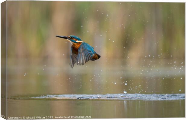 Kingfisher leaves the pond Canvas Print by Stuart Wilson