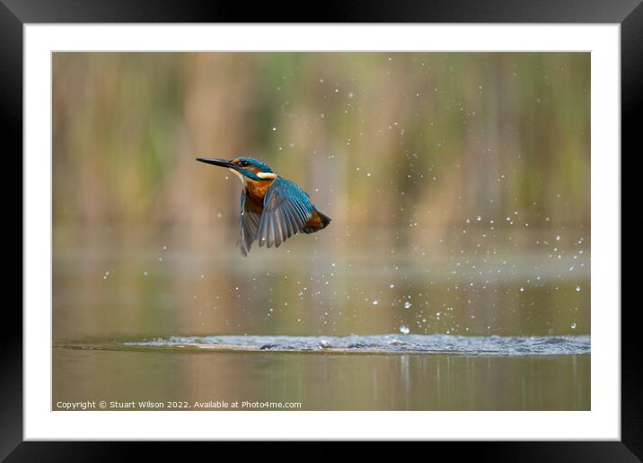 Kingfisher leaves the pond Framed Mounted Print by Stuart Wilson